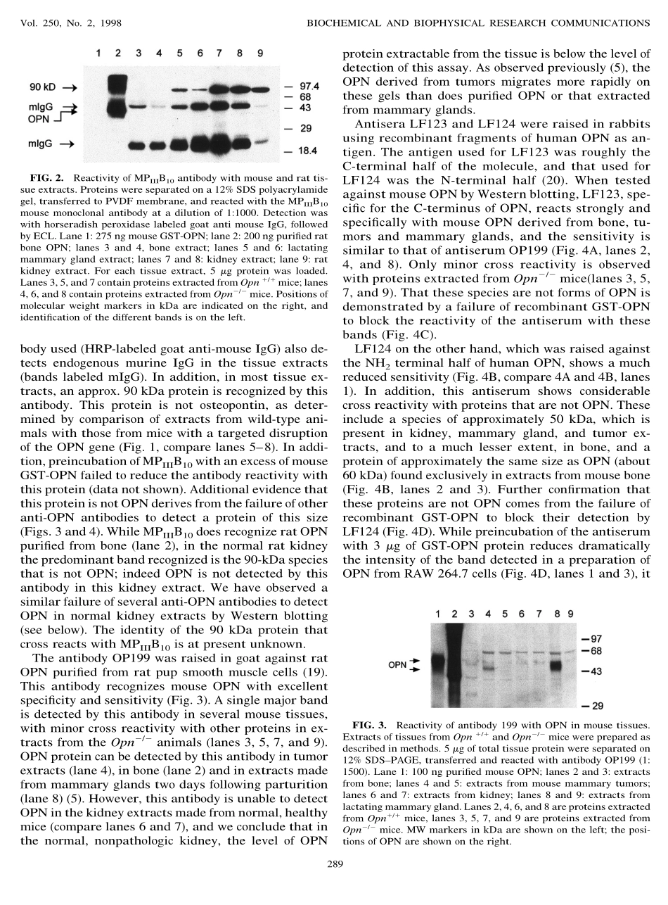 Detection of Mouse Osteopontin by Western Blotting(1).pdf_第3页