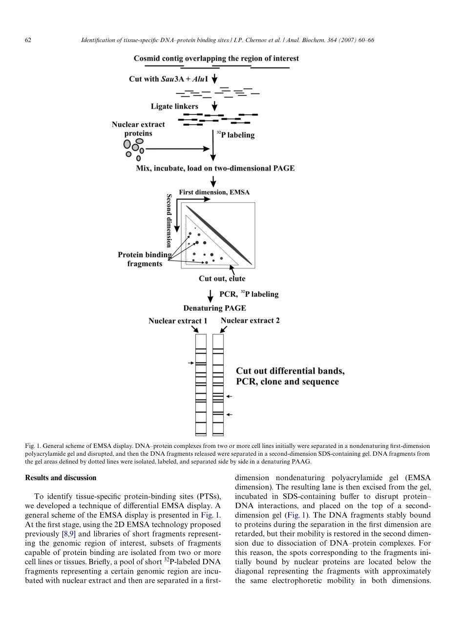 Identification of tissue-specific DNA-protein binding sites by EMSA(1).pdf_第3页