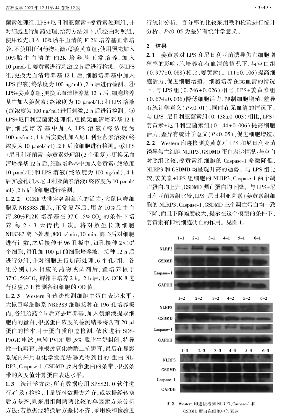 姜黄素通过NLRP3炎性体信号通路在肺泡巨噬细胞焦亡模型中的作用机制.pdf_第2页