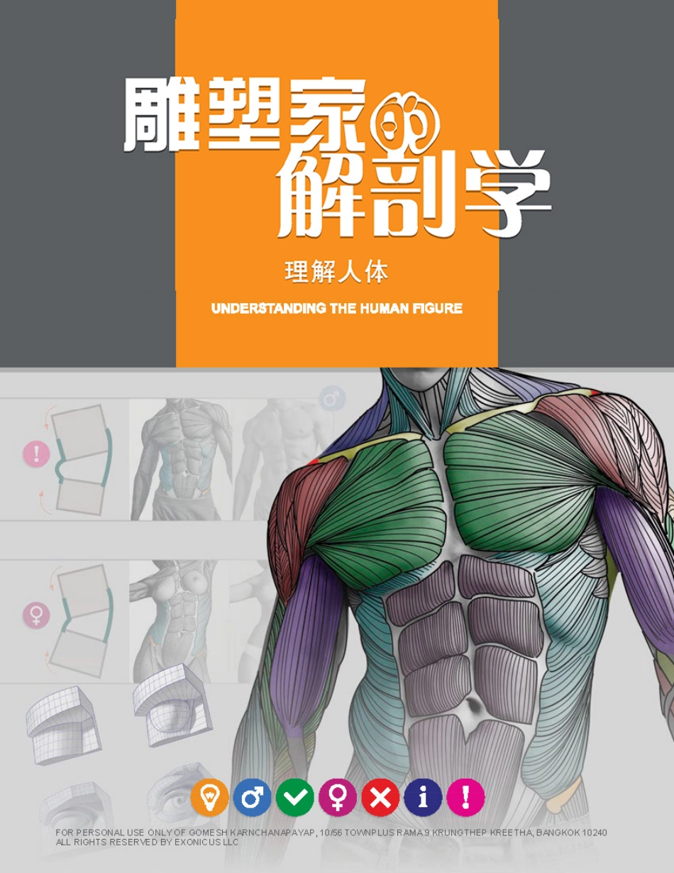 艺用人体结构图（中文版）.pdf_第2页