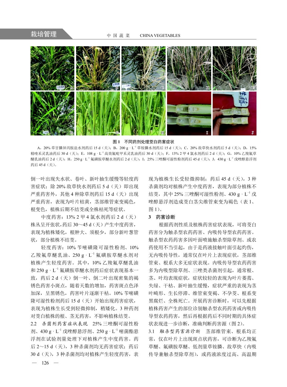 茭白药害症状及诊断.pdf_第3页