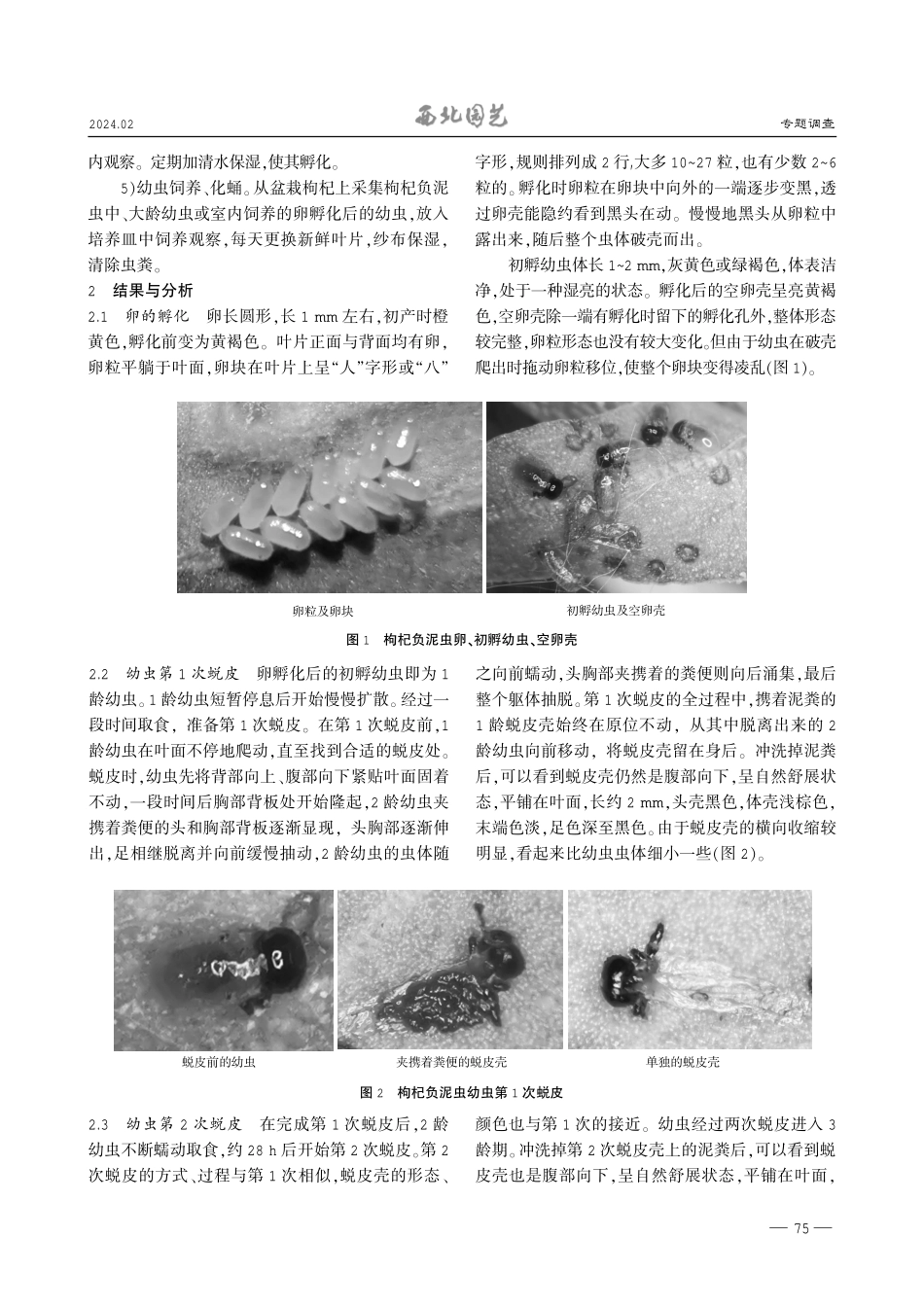 枸杞负泥虫幼虫龄数、蜕皮过程及其蜕皮壳观察.pdf_第2页
