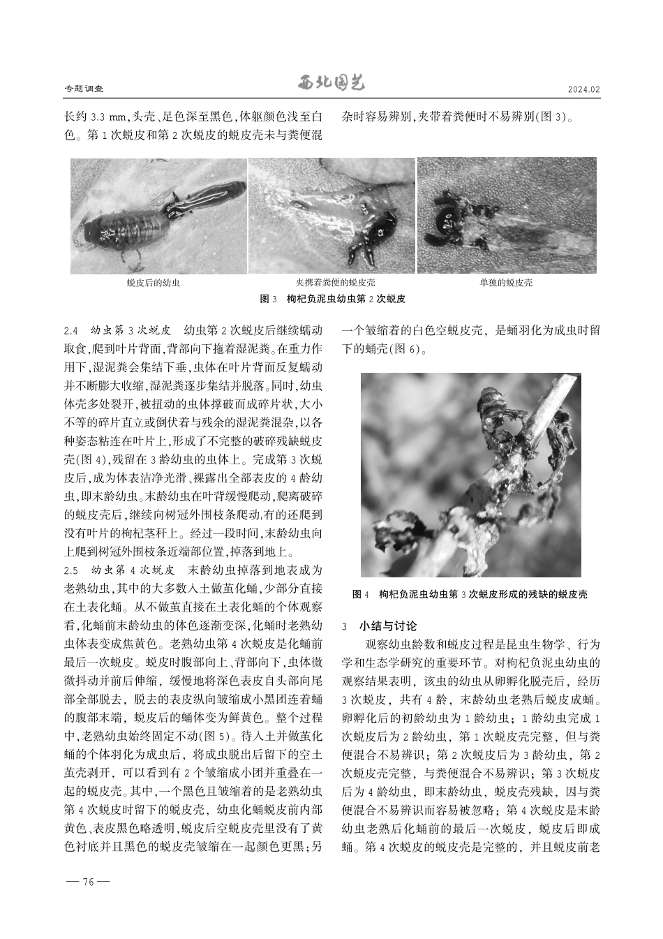 枸杞负泥虫幼虫龄数、蜕皮过程及其蜕皮壳观察.pdf_第3页