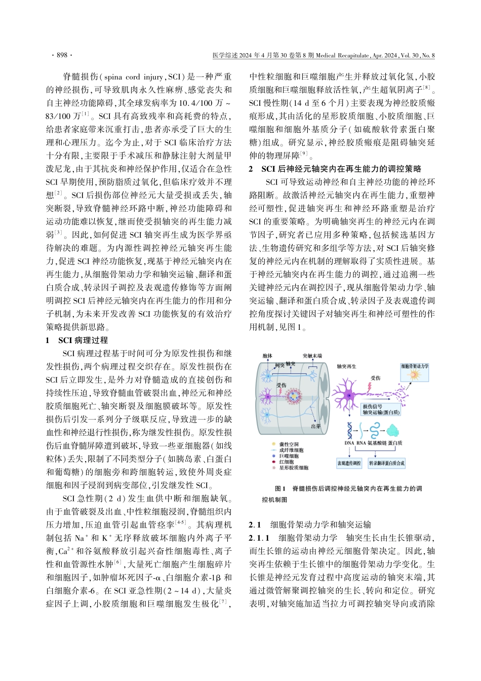 脊髓损伤后神经元轴突内在再生能力调控策略的 研究进展.pdf_第2页
