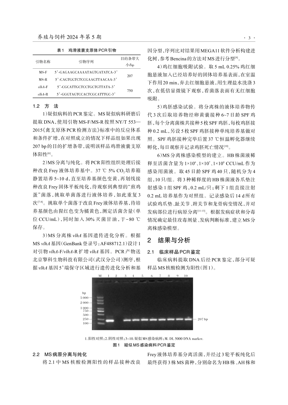 湖北地区鸡滑液囊支原体分离鉴定和致病性研究.pdf_第3页