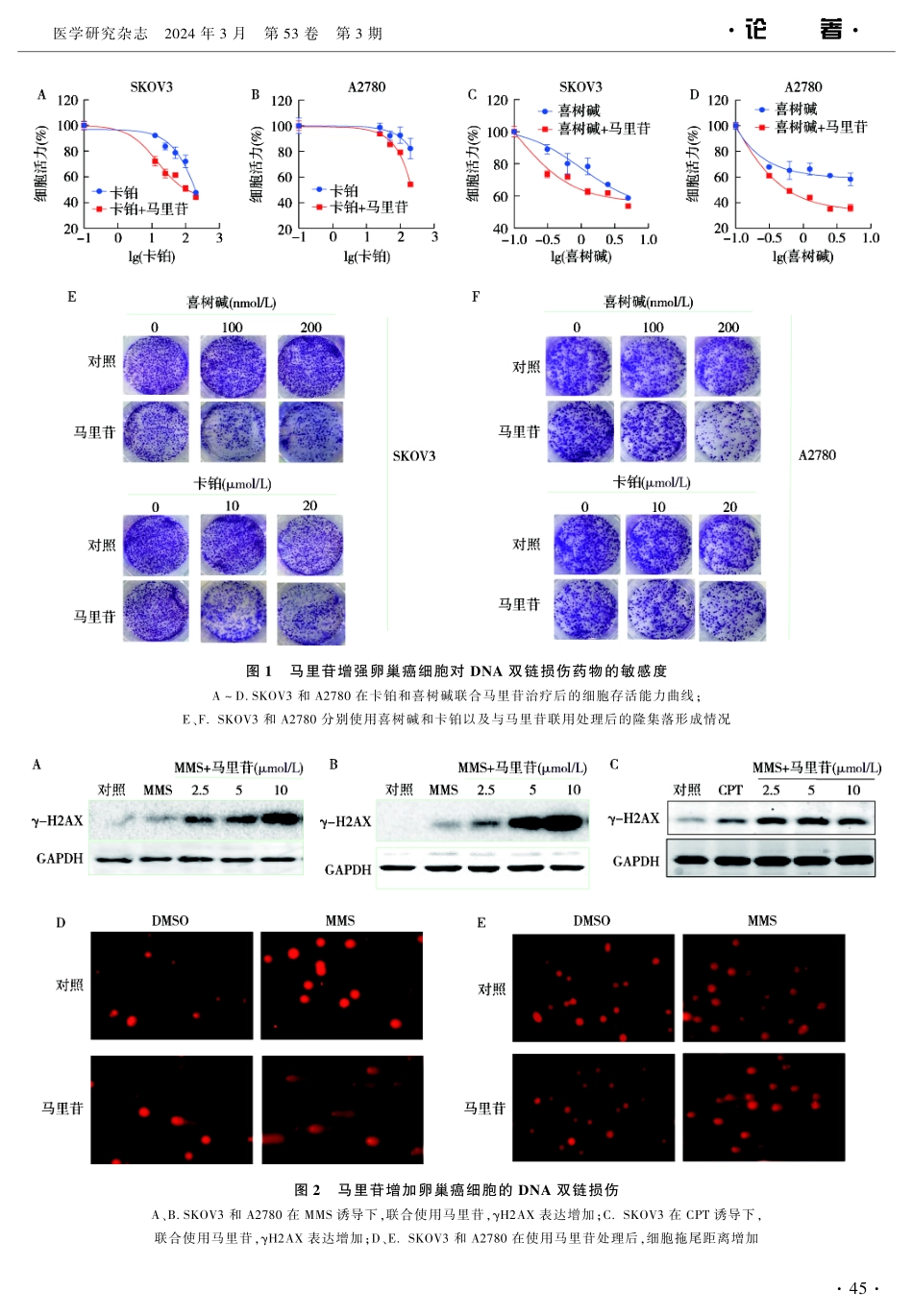 马里苷靶向p38α增强卵巢癌细胞对DNA损伤药物敏感度的研究.pdf_第3页