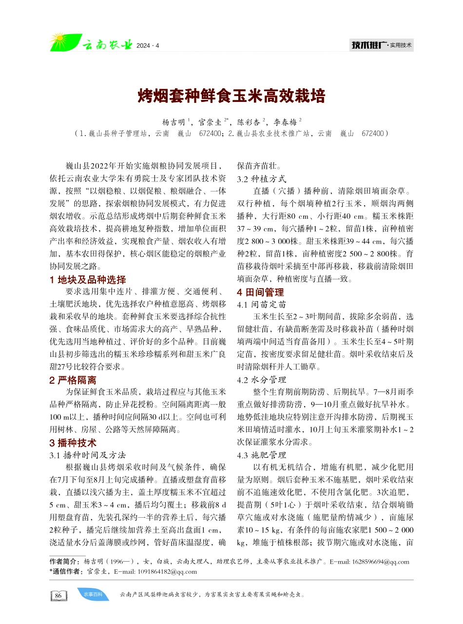 烤烟套种鲜食玉米高效栽培.pdf_第1页