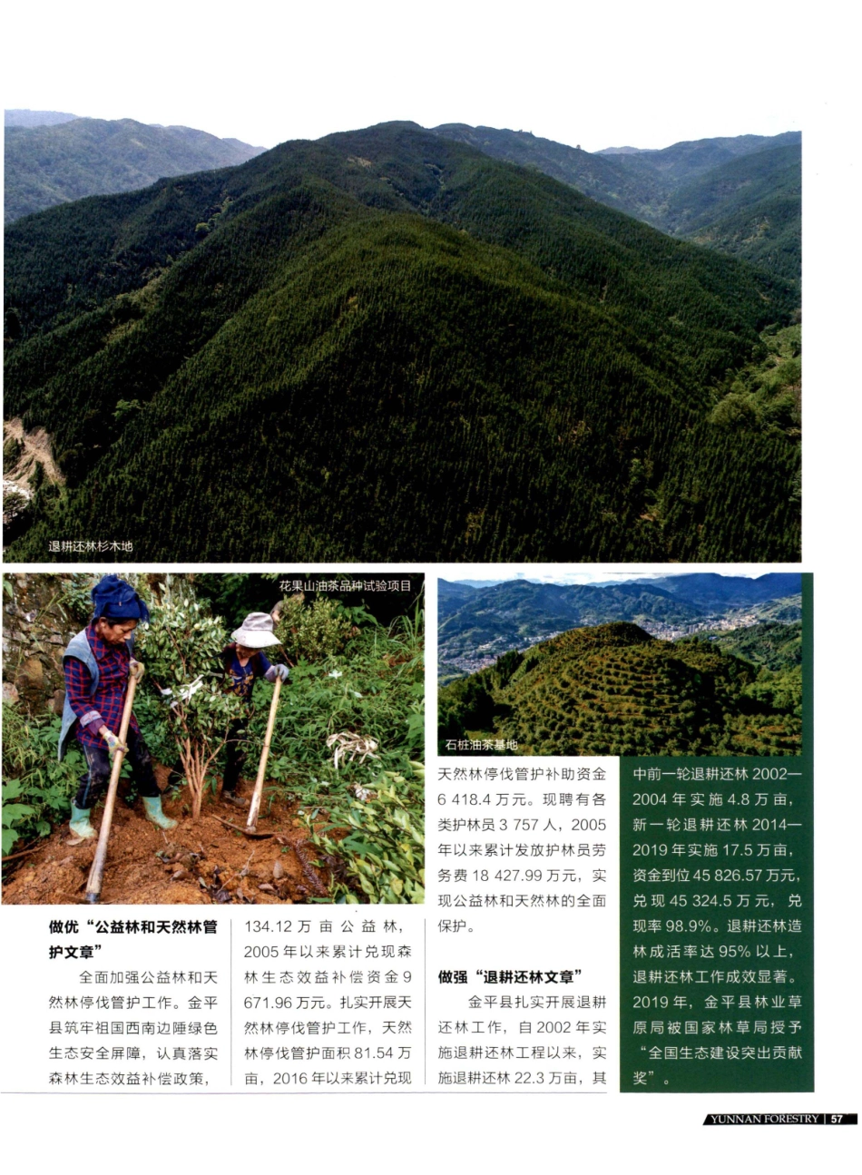 金平县做好“林”文章 创造好“钱”景.pdf_第2页