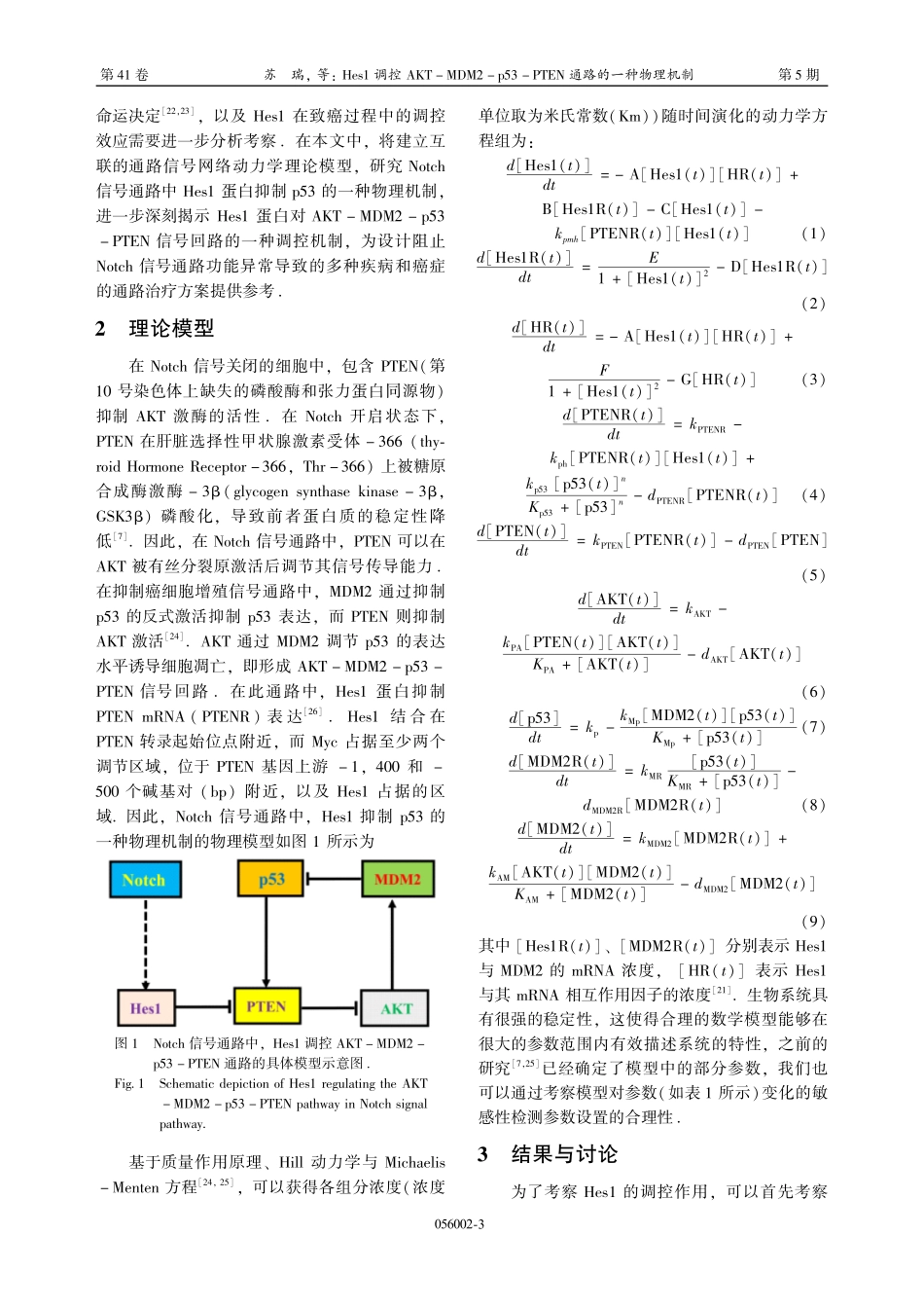 Hes1调控AKT-MDM2-p53-PTEN通路的一种物理机制.pdf_第3页