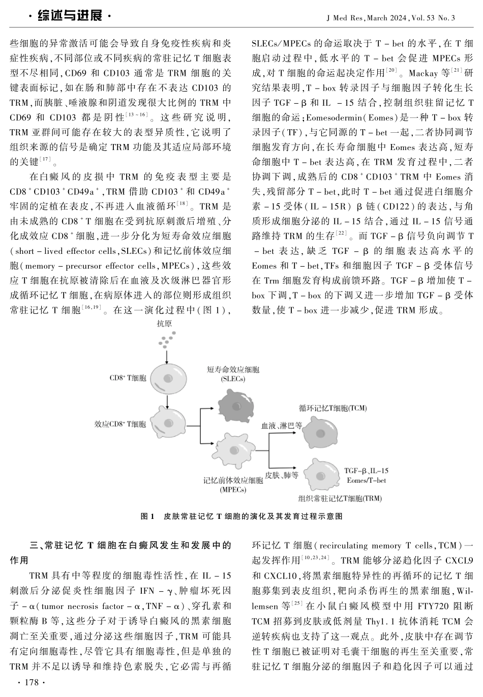 皮肤常驻记忆T细胞参与白癜风皮损发生、发展研究.pdf_第2页