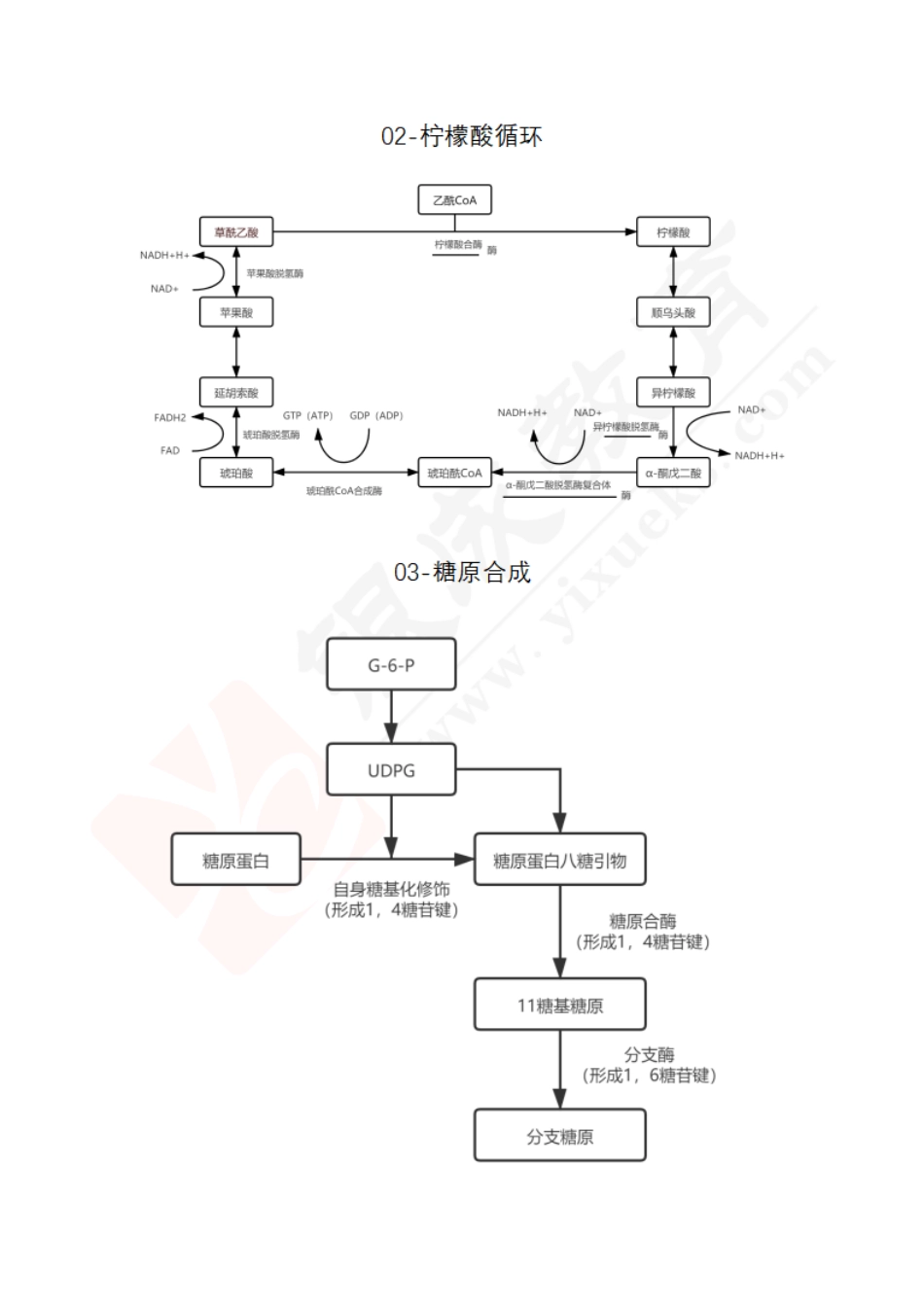 【221205】生化代谢图-完整版-答案 .pdf_第2页
