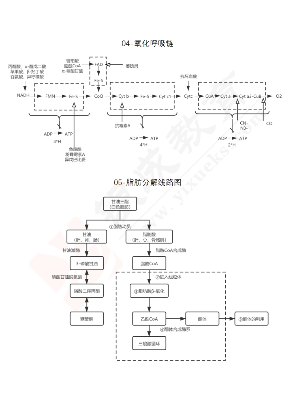 【221205】生化代谢图-完整版-答案 .pdf_第3页