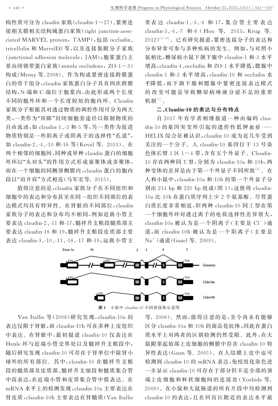 紧密连接蛋白claudin-10功能的研究进展.pdf_第2页