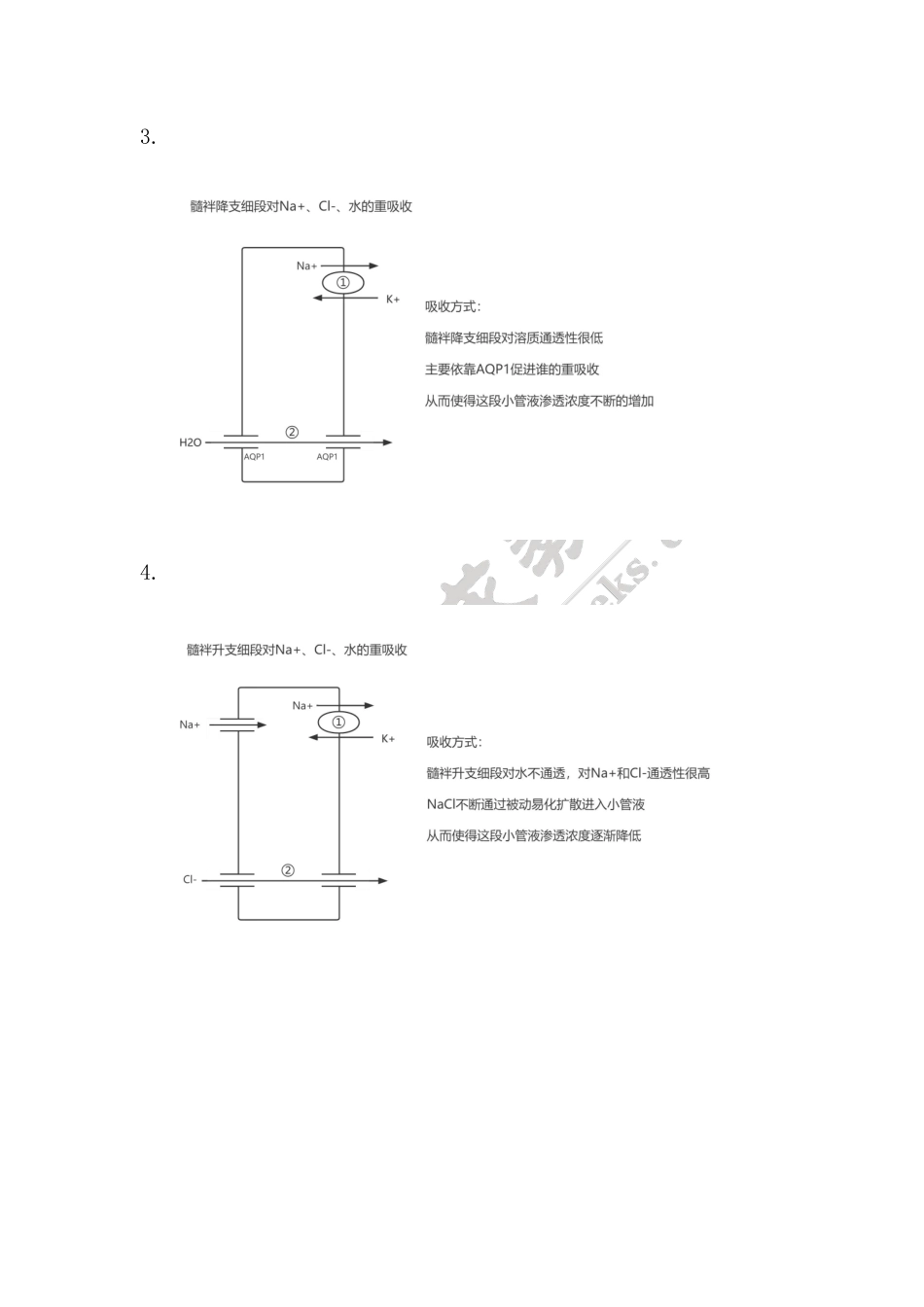 【221107】生理学第13天带读课后作业-答案 .pdf_第2页