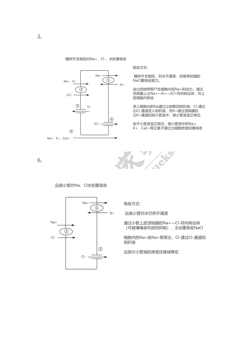 【221107】生理学第13天带读课后作业-答案 .pdf_第3页