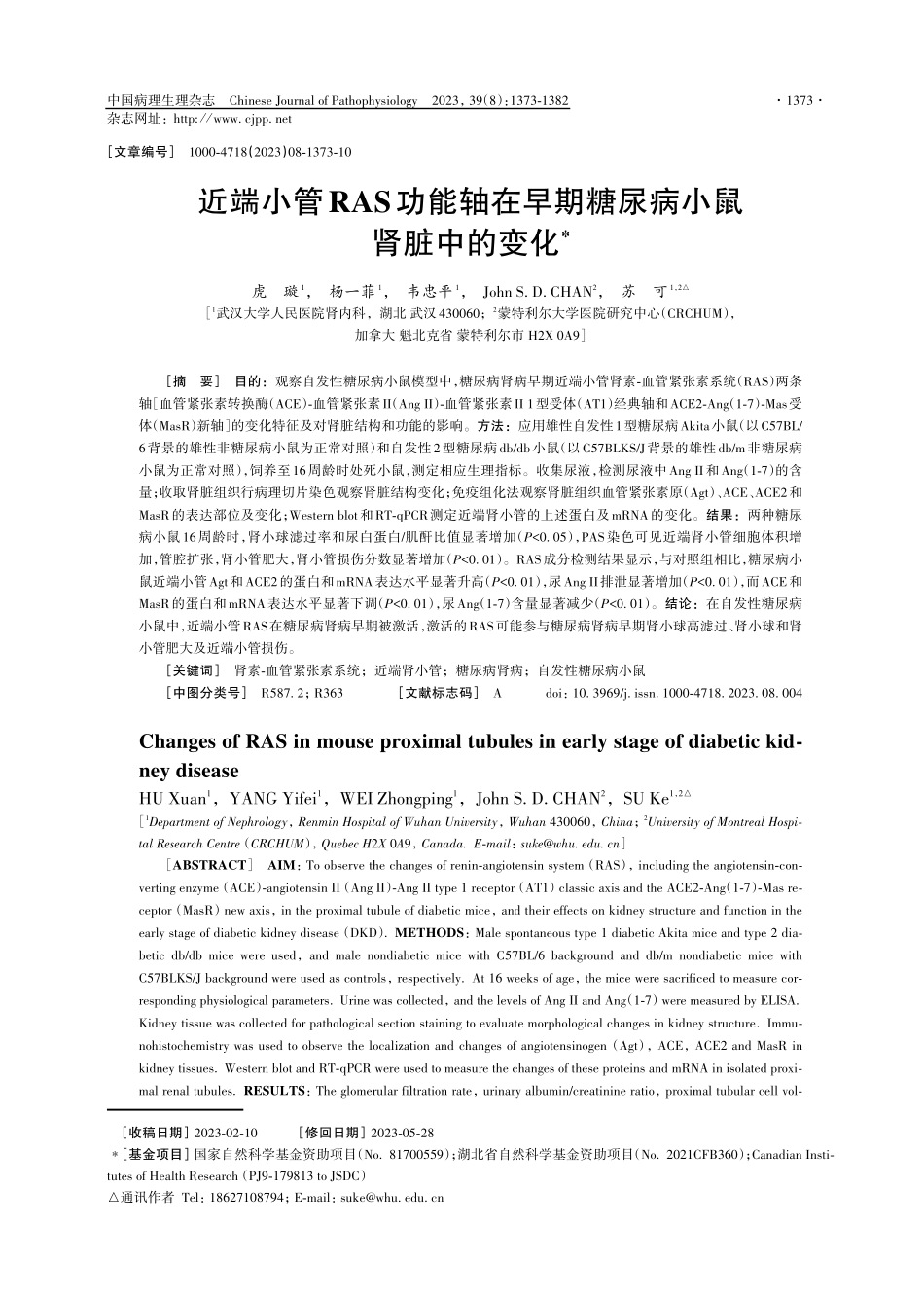 近端小管RAS功能轴在早期糖尿病小鼠肾脏中的变化.pdf_第1页