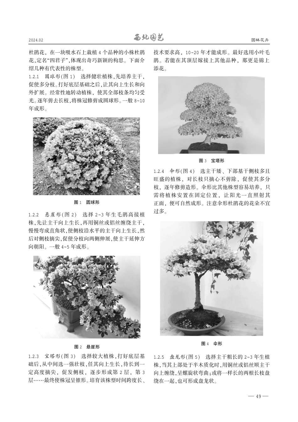 盆栽杜鹃花常见株型与整形后的养护要点.pdf_第2页