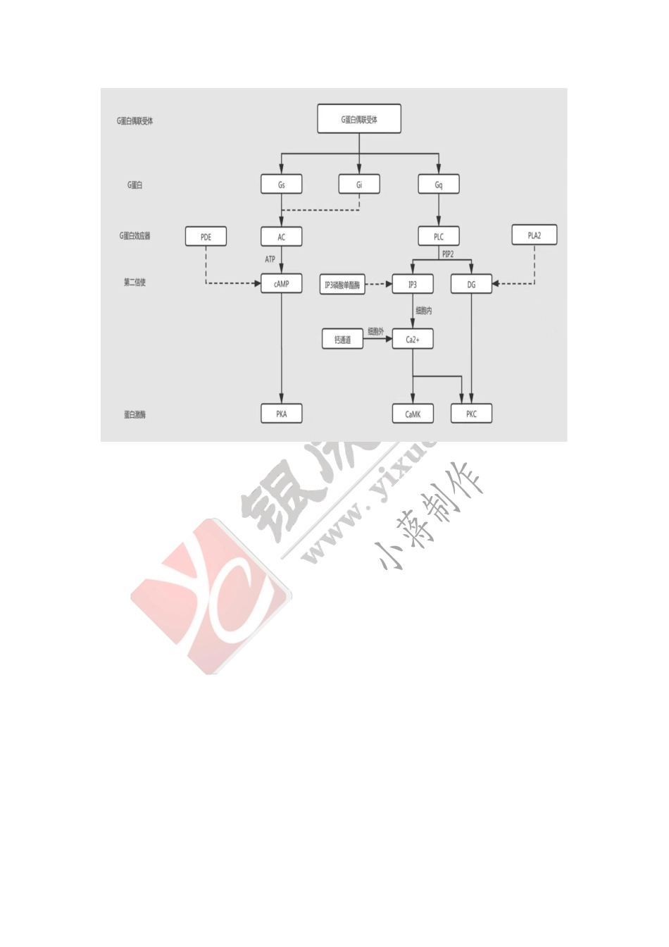 【221020】生理学第2天带读课后作业-答案 .pdf_第3页