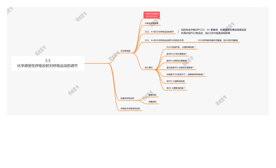 【221101】思维导图-5.3 化学感受性呼吸反射对呼吸运动的调节 .pdf_第1页