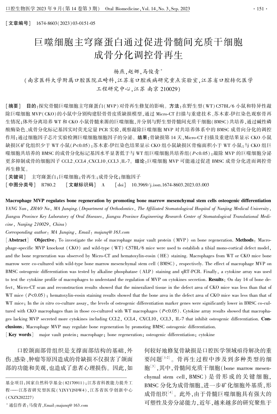 巨噬细胞主穹窿蛋白通过促进骨髓间充质干细胞成骨分化调控骨再生.pdf_第1页