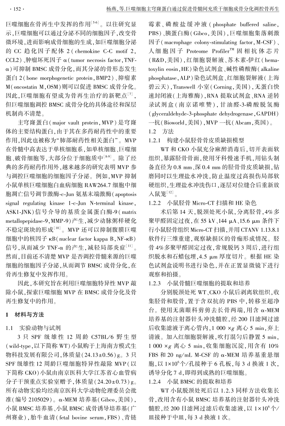 巨噬细胞主穹窿蛋白通过促进骨髓间充质干细胞成骨分化调控骨再生.pdf_第2页