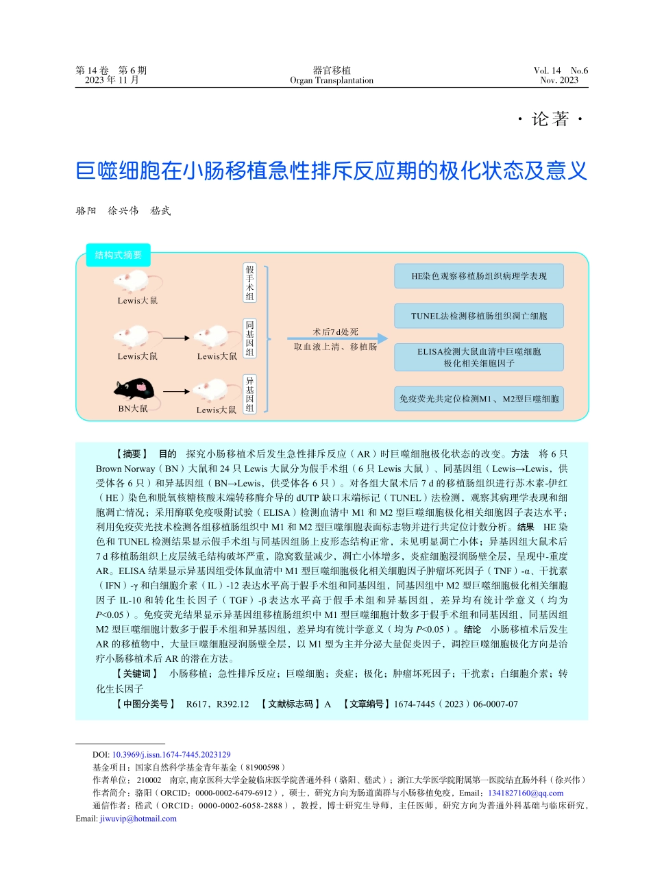 巨噬细胞在小肠移植急性排斥反应期的极化状态及意义.pdf_第1页