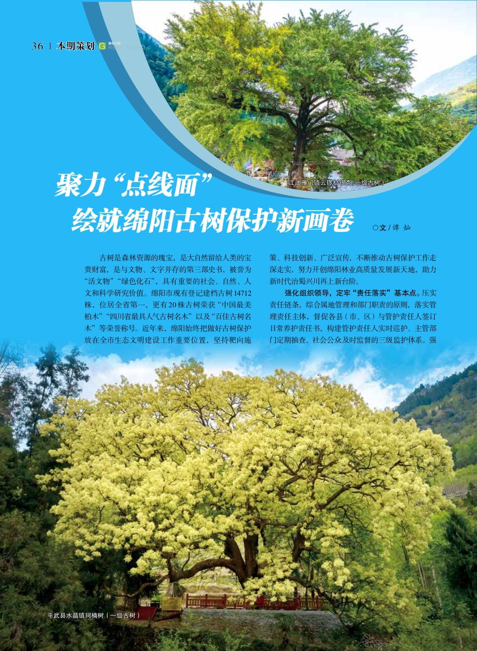 聚力“点线面”绘就绵阳古树保护新画卷.pdf_第1页