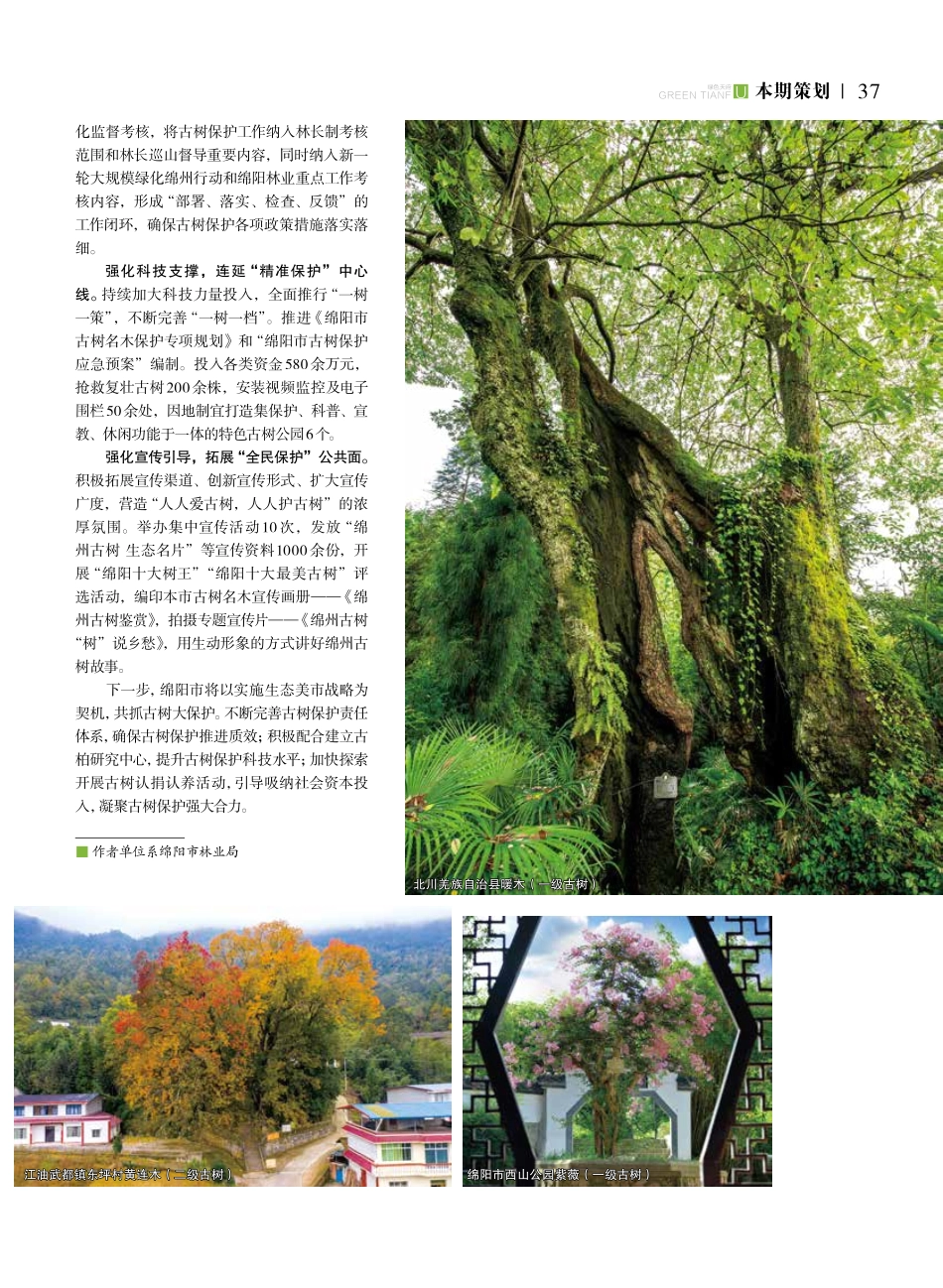 聚力“点线面”绘就绵阳古树保护新画卷.pdf_第2页