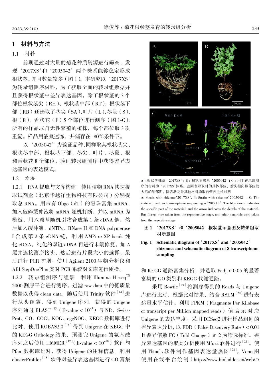 菊花根状茎发育的转录组分析.pdf_第3页