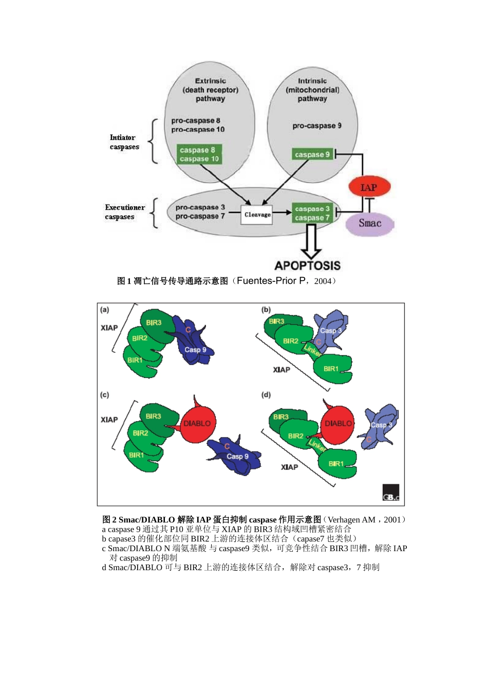 99mtc标记促凋亡蛋白smac多肽进行肿瘤显像的基础研究 (2).doc_第3页