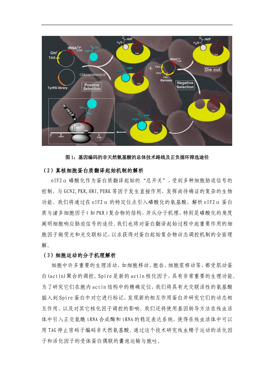2010CB912300-基于基因密码子扩展的蛋白质标记新方法 (2).Doc_第3页
