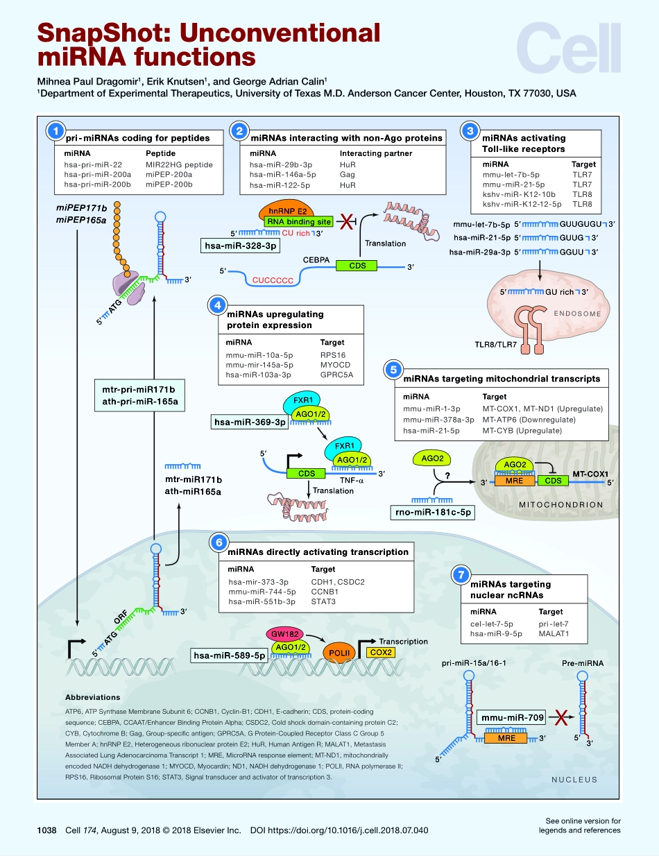 《Cell》非经典microRNA功能机制-unconventional miRNA functions.pdf_第1页