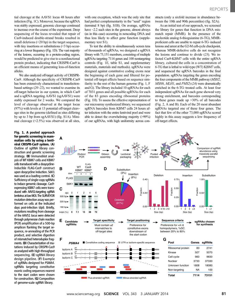 2、Science 2014-使用CRISPR-CAS9系统的人细胞遗传筛选.pdf_第3页