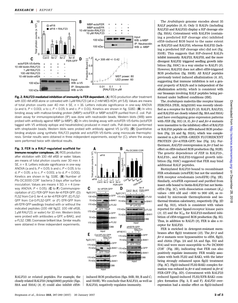 2017-Stegmann-The receptor kinase FER is a RAL.pdf_第2页