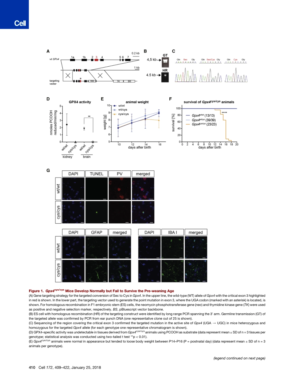 2018-Ingold-需要GPX4的硒利用来防止氢过氧化物诱导的Ferroptosis.pdf_第3页