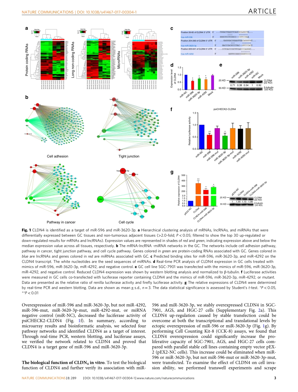 3、Nat Commun 2017-非编码RNA通过ceRNA介导的miRNA逃避参与cldn4调控网络.pdf_第3页