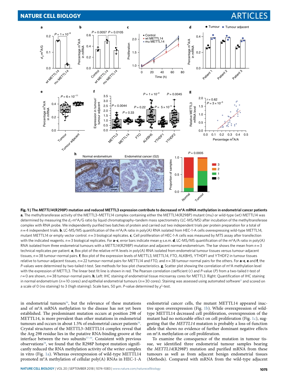 3、Nat. Cell Biol. 2018-m6a基因甲基化调控Akt活性促进子宫内膜癌的增殖和致瘤性(1).pdf_第2页