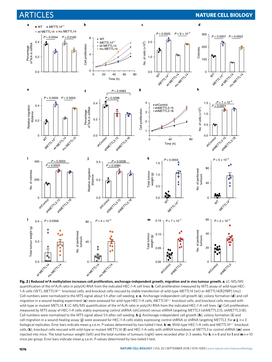 3、Nat. Cell Biol. 2018-m6a基因甲基化调控Akt活性促进子宫内膜癌的增殖和致瘤性(1).pdf_第3页