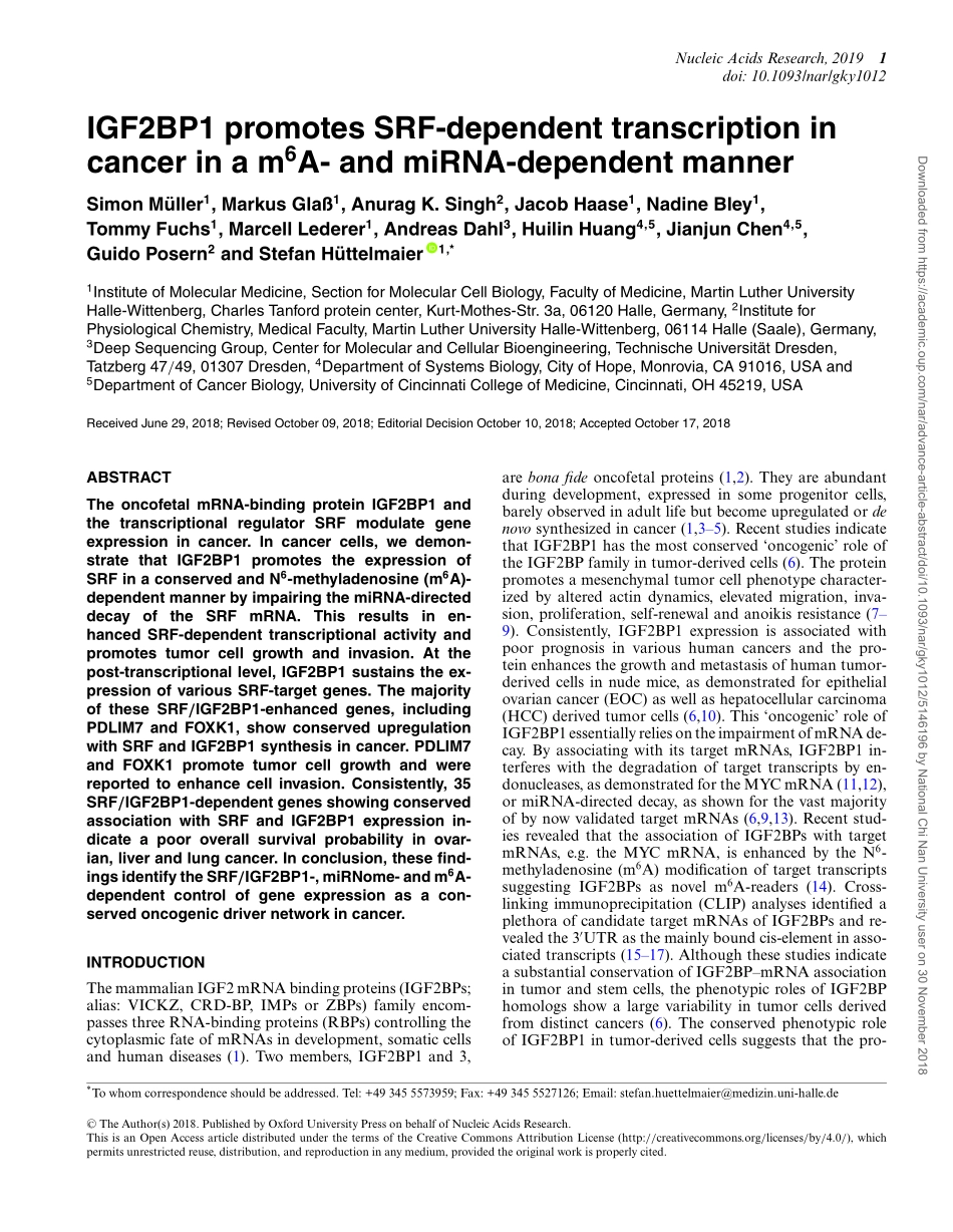 4、Nucleic Acids Res. 2019-IGF2BP1以m6A和miRNA依赖性方式促进癌症中的SRF依赖性转录.pdf_第1页