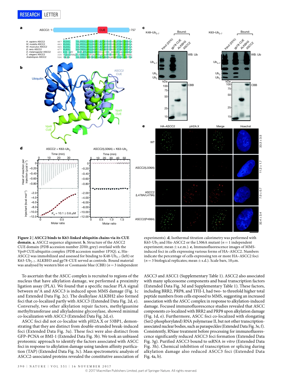 2017-Brickner-A ubiquitin-dependent signalling.pdf_第2页