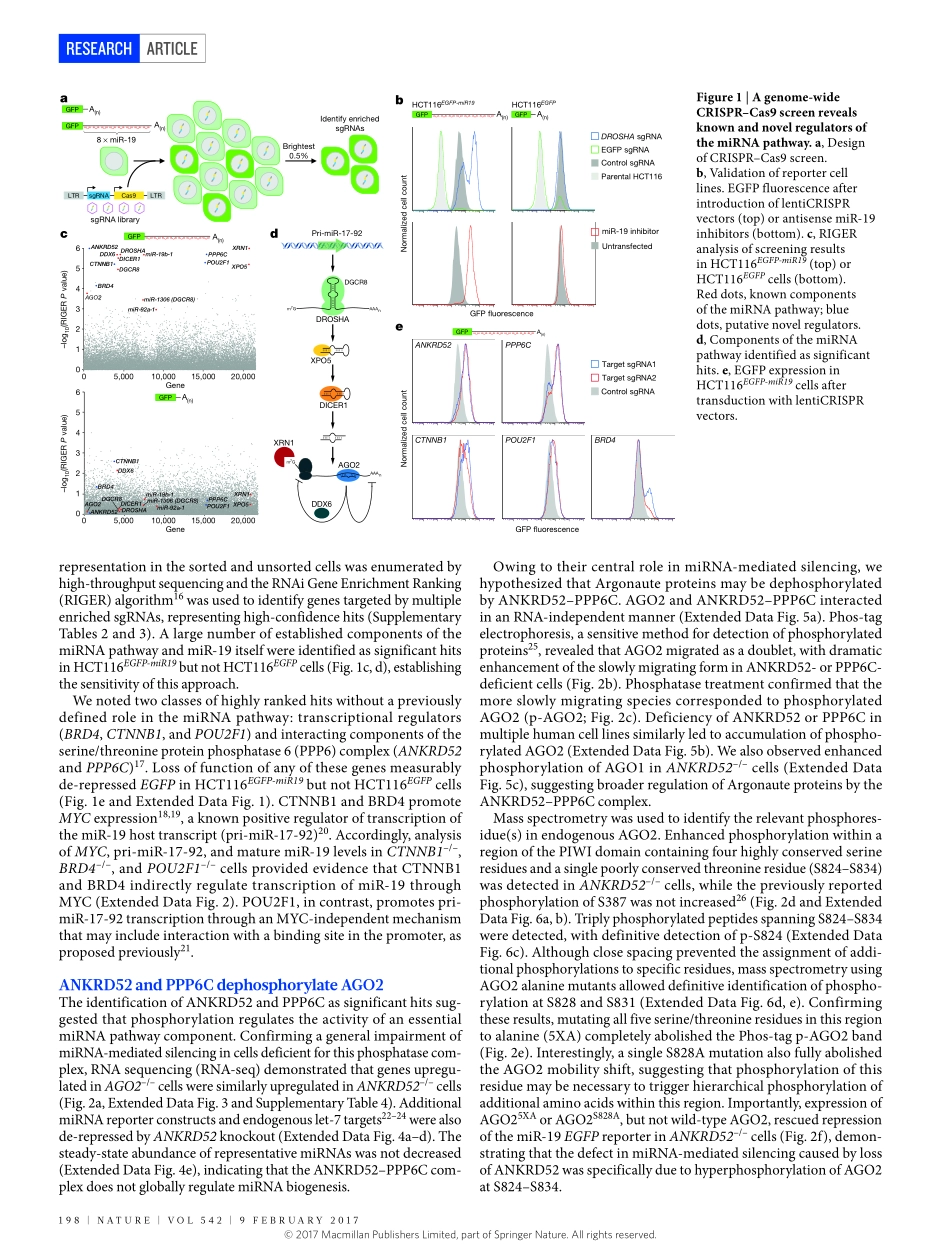 2017-Golden-An Argonaute phosphorylation cycle.pdf_第2页