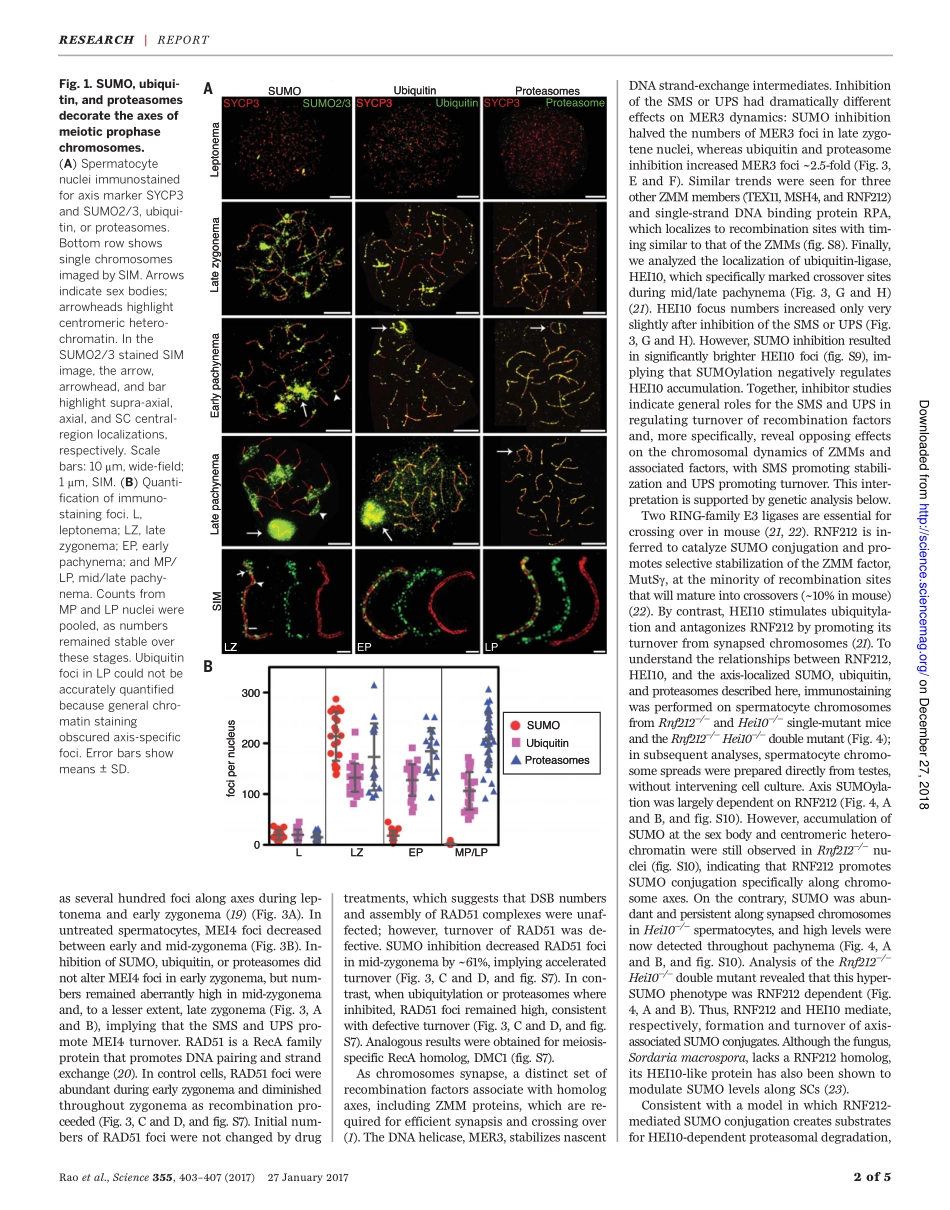 2017-Rao-A SUMO-ubiquitin relay recruits prote.pdf_第2页