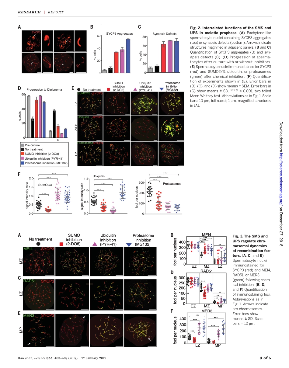 2017-Rao-A SUMO-ubiquitin relay recruits prote.pdf_第3页