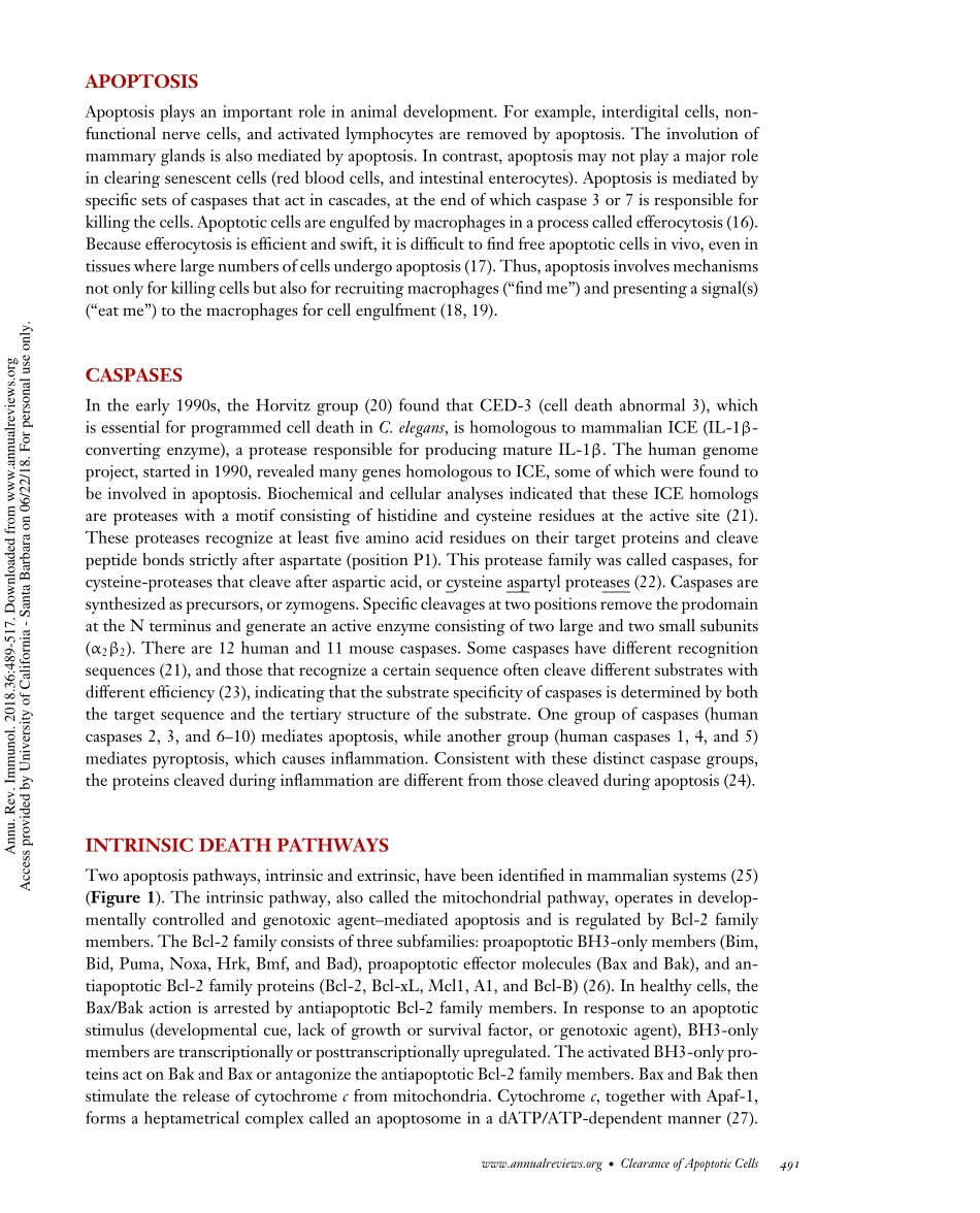 Annu. Rev. Immunol. 2018 细胞凋亡和凋亡细胞的清除.pdf_第3页
