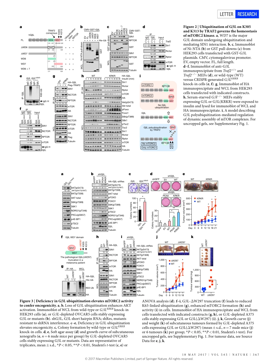 2017-Wang-TRAF2 and OTUD7B govern a ubiquitin-.pdf_第3页