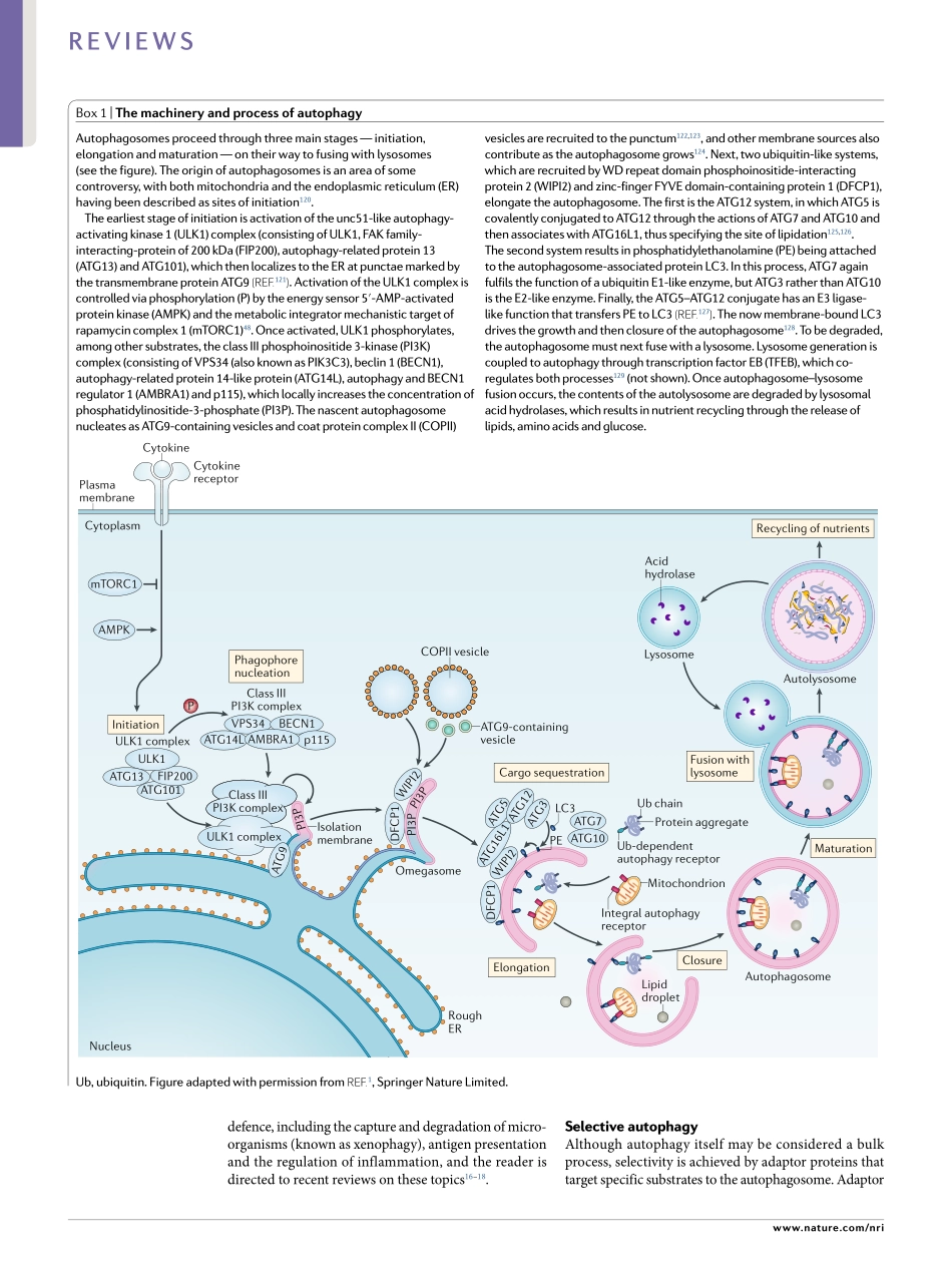 Autophagy in the renewal, differentiation and homeostasis of immune cells.pdf_第2页