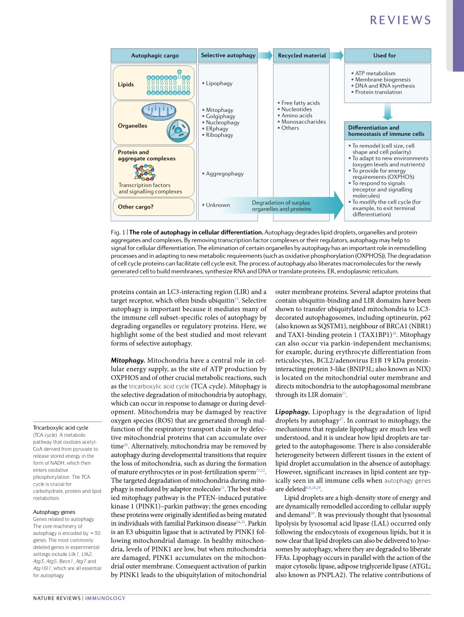 Autophagy in the renewal, differentiation and homeostasis of immune cells.pdf_第3页