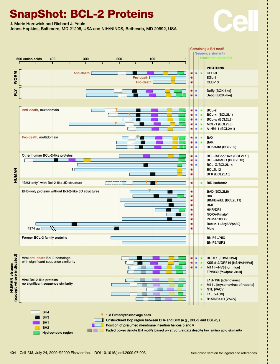 BCL-2 Proteins.PDF_第1页