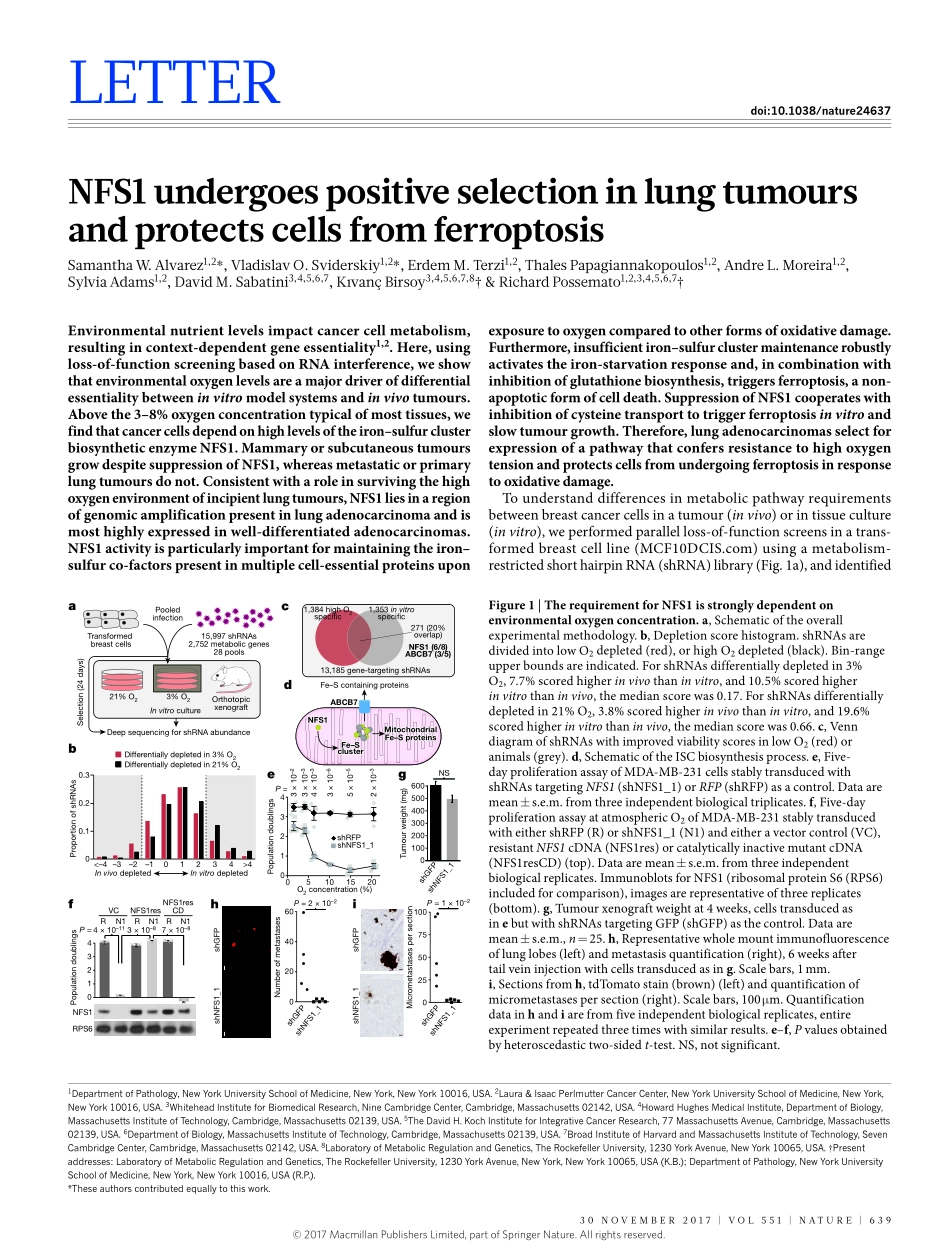 2018 nature-NFS1在肺肿瘤中经历阳性选择并保护细胞免于发生细胞凋亡.pdf_第1页