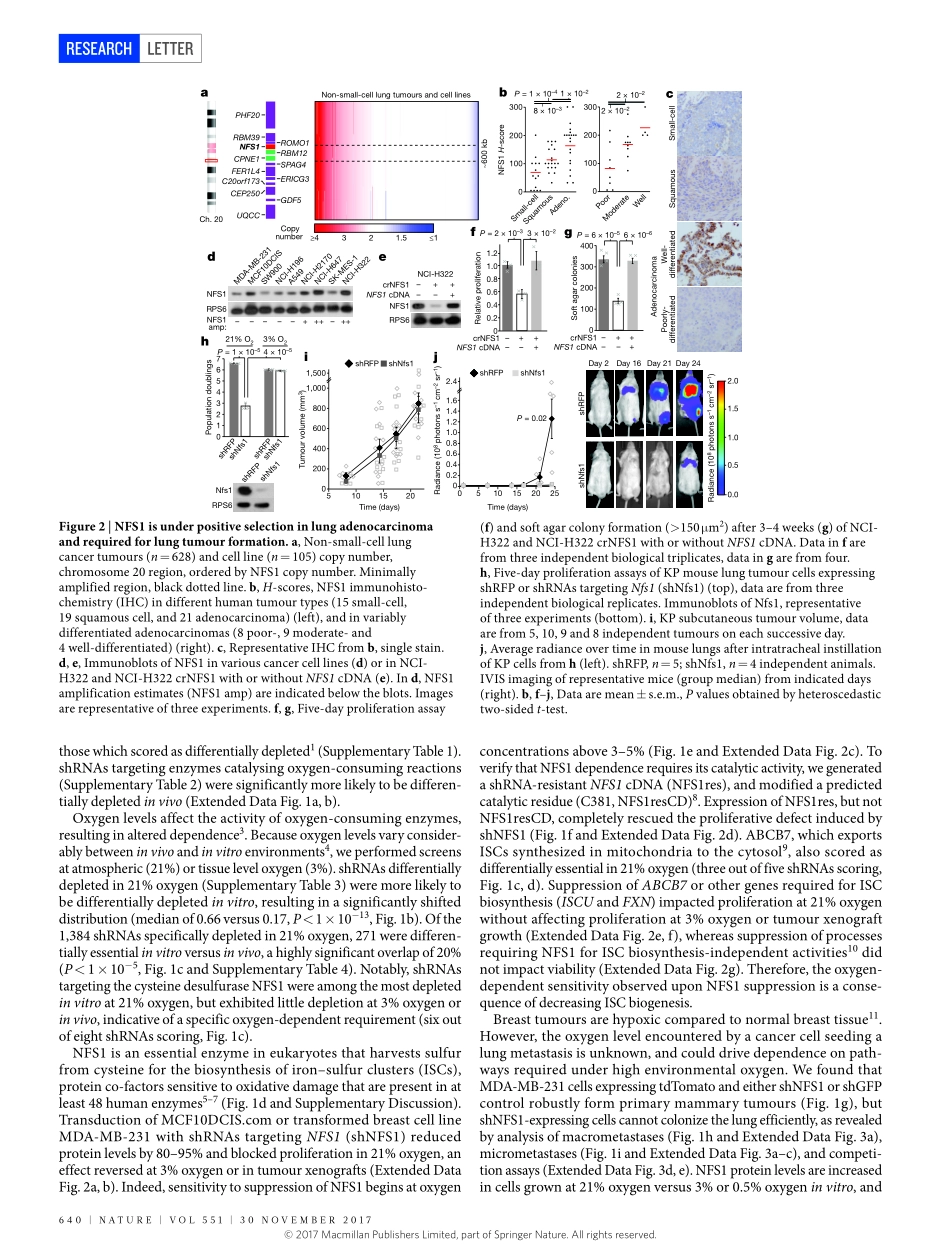2018 nature-NFS1在肺肿瘤中经历阳性选择并保护细胞免于发生细胞凋亡.pdf_第2页
